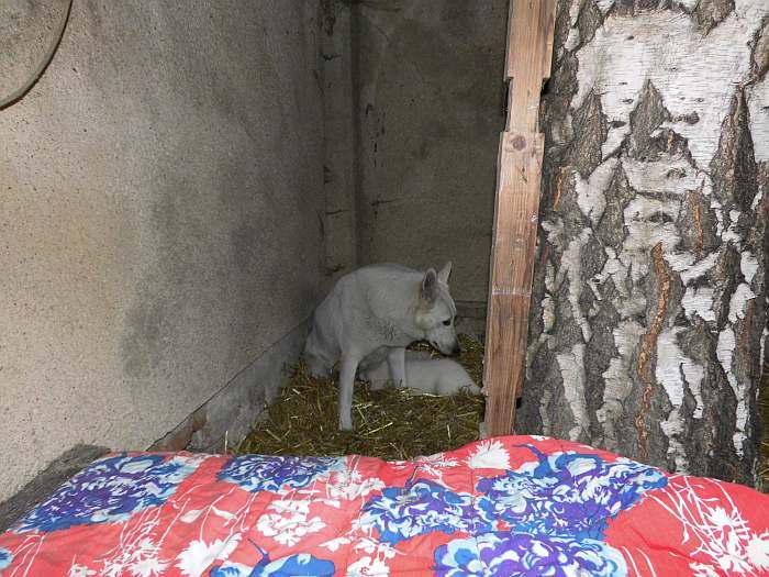 weisse Schferhundwelpen von den Grenzgngern