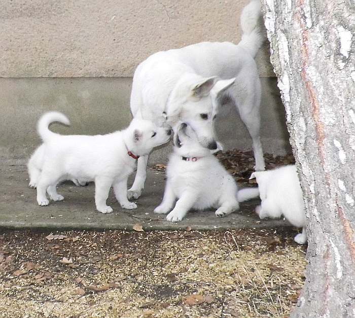 weisse Schferhundwelpen von den Grenzgngern