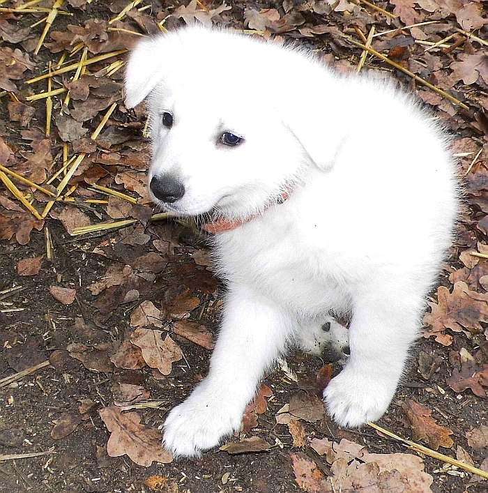 Weisser Schferhundwelpe von den Grenzgngern