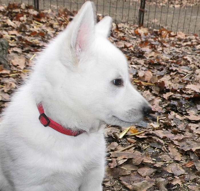 Weisser Schferhundwelpe von den Grenzgngern