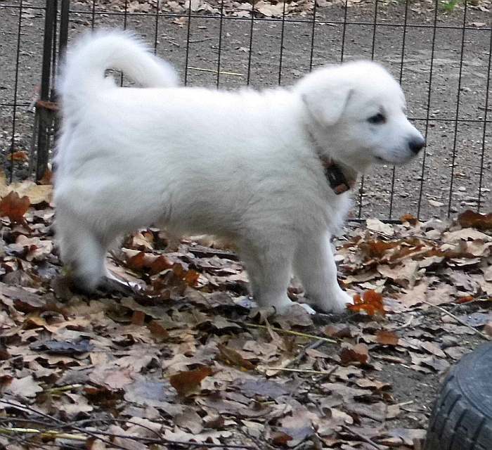 Weisser Schferhundwelpe von den Grenzgngern