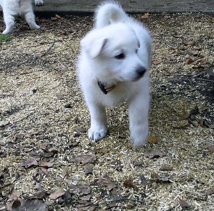 Weisser Schferhundwelpe von den Grenzgngern