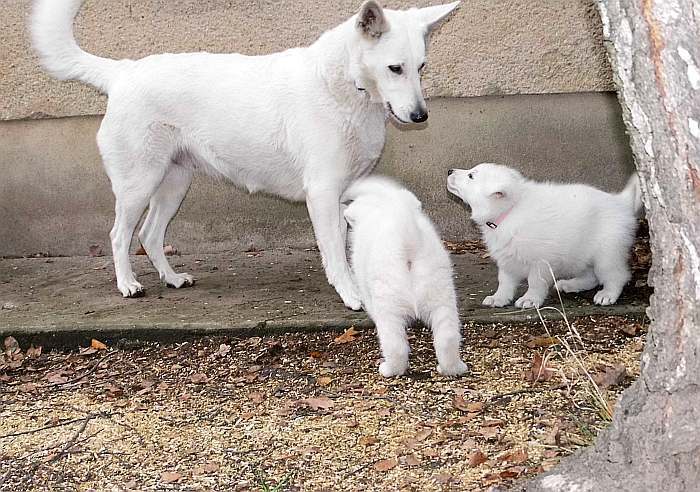 weisse Schferhundwelpen von den Grenzgngern