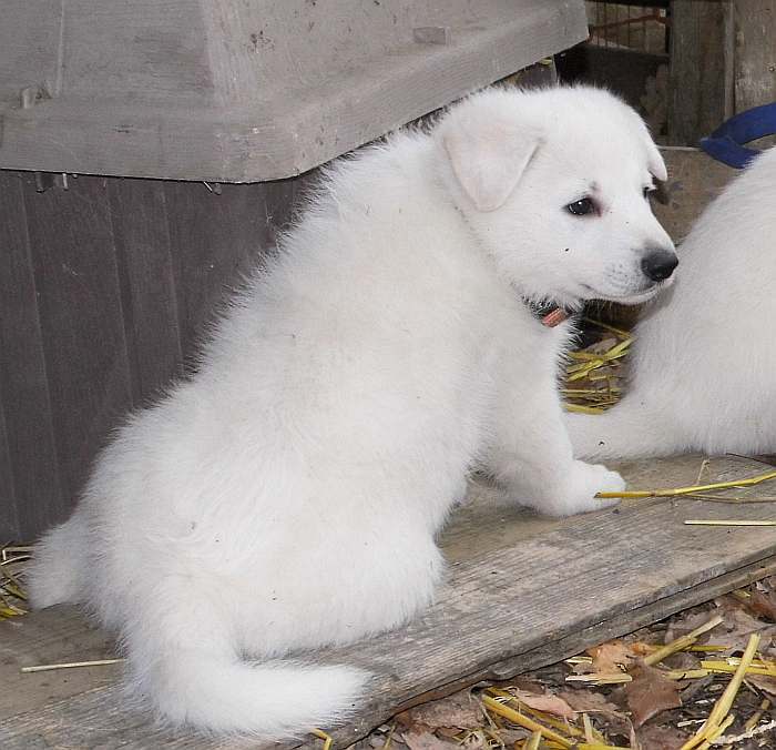 Weisser Schferhundwelpe von den Grenzgngern