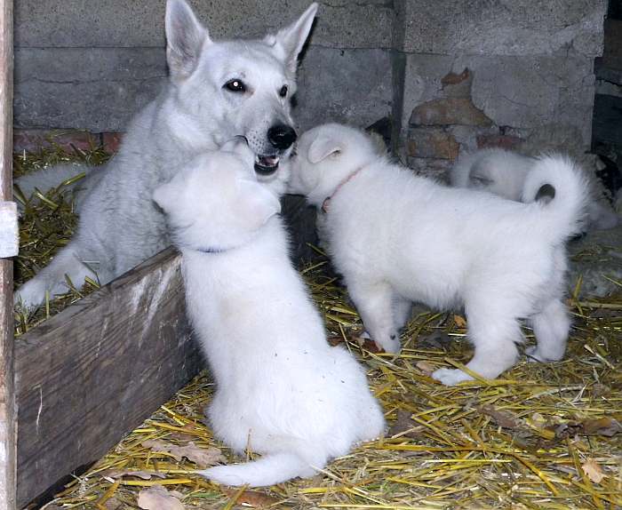 weisse Schferhundwelpen von den Grenzgngern