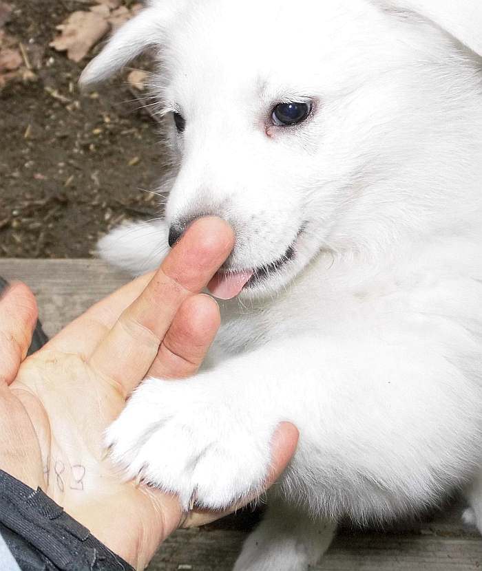 Weisser Schferhundwelpe - Grenzgnger