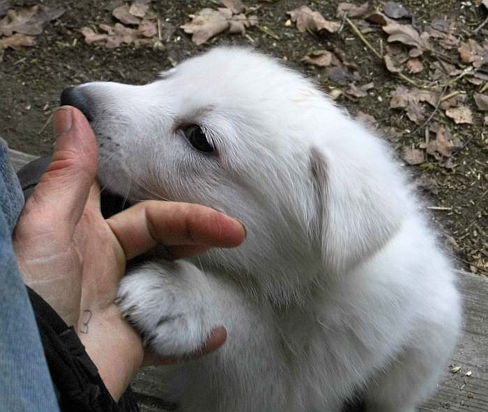 weisser Schferhundwelpe - Grenzgnger