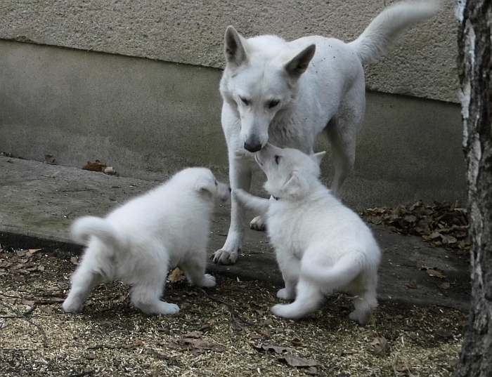 Weisser Schferhundwelpe - Grenzgnger