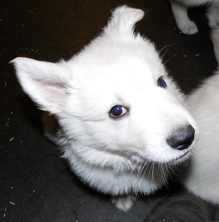 Weisser Schferhundwelpe von den Grenzgngern