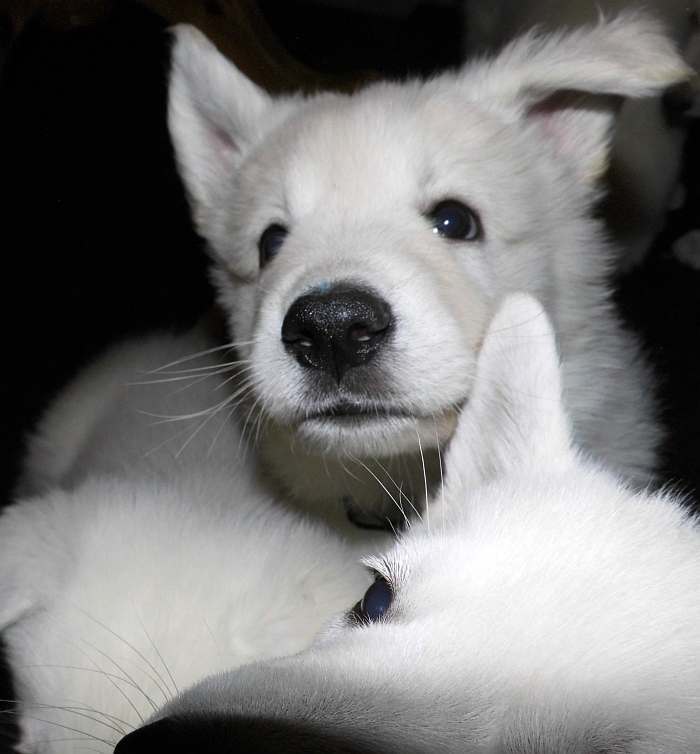 Weisser Schferhundwelpe von den Grenzgngern