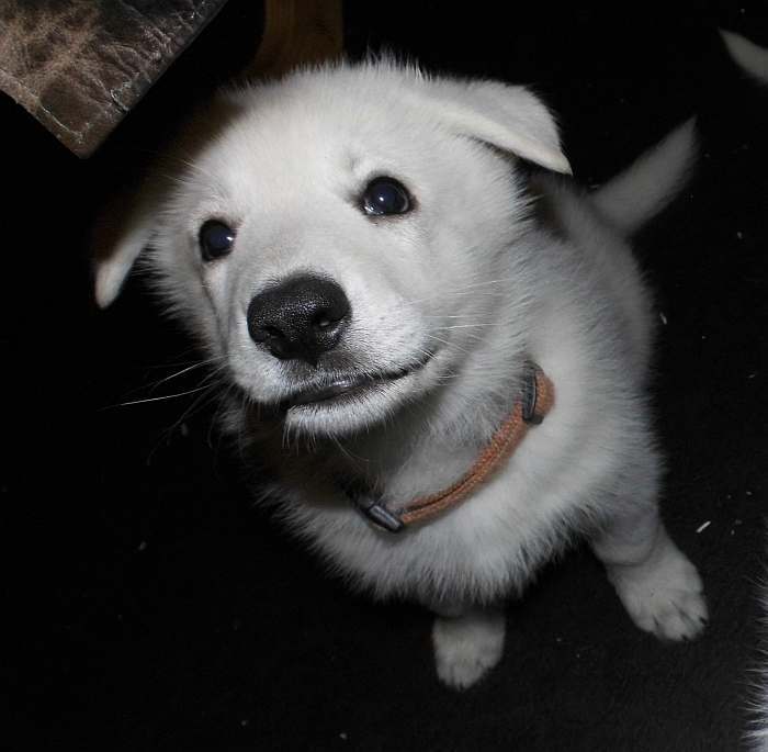 Weisser Schferhundwelpe von den Grenzgngern