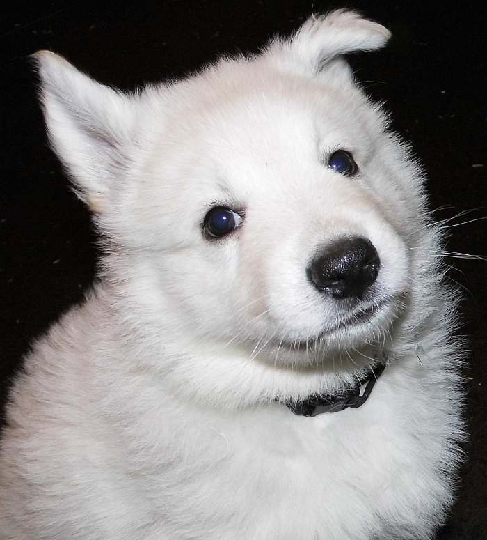 Weisser Schferhundwelpe von den Grenzgngern