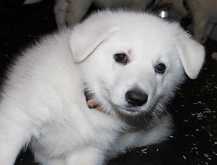 Weisser Schferhundwelpe von den Grenzgngern