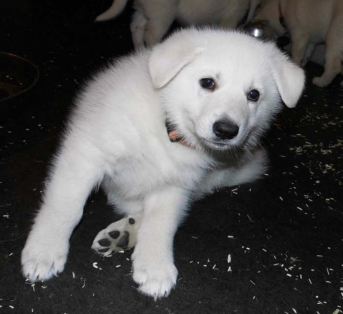 Weisser Schferhundwelpe von den Grenzgngern