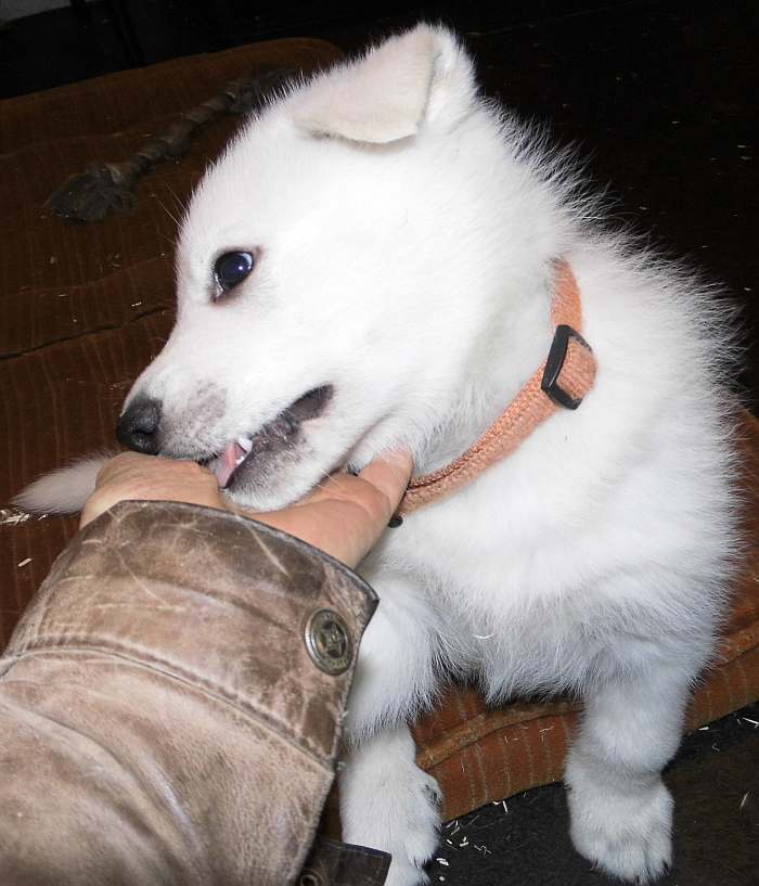 Weisser Schferhundwelpe von den Grenzgngern