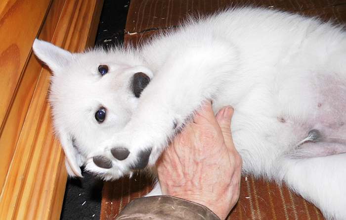 Weisser Schferhundwelpe von den Grenzgngern