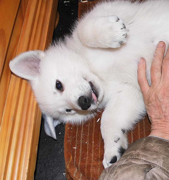 Weisser Schferhundwelpe von den Grenzgngern