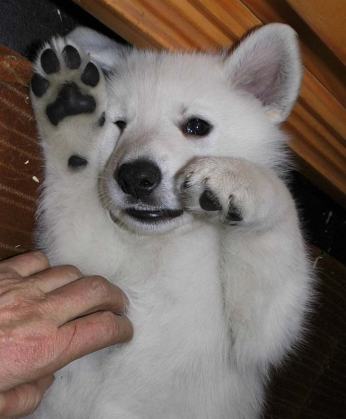 Weisser Schferhundwelpe von den Grenzgngern