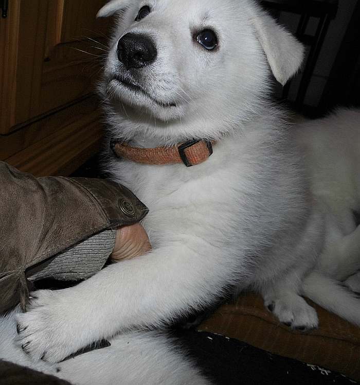 Weisser Schferhundwelpe von den Grenzgngern