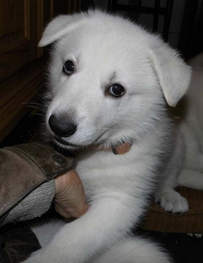 Weisser Schferhundwelpe von den Grenzgngern