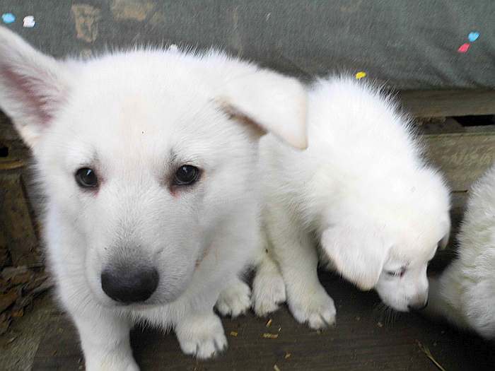 weisse Schferhundwelpen