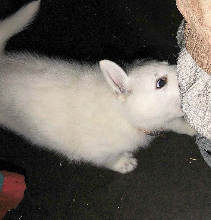 weisse Schferhundwelpen