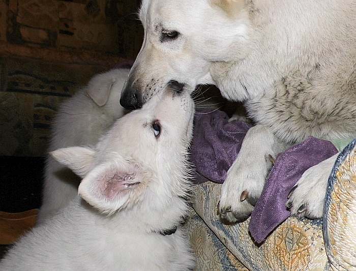 weisse Schferhundwelpen