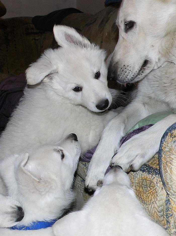 weisse Schferhundwelpen