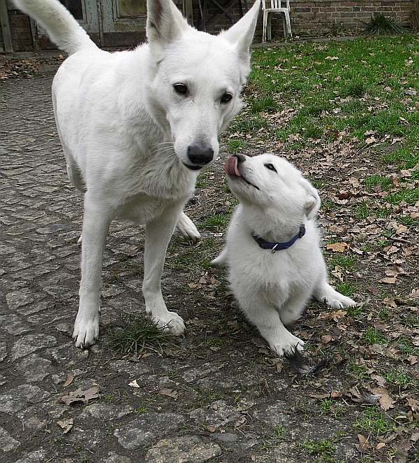 weisser Schferhundwelpe