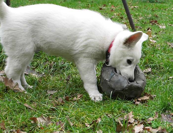 weisse Schferhundwelpen