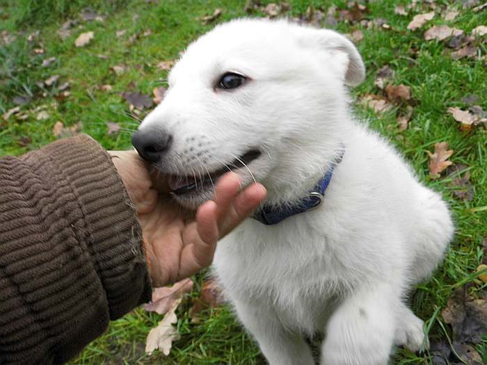 weisser Schferhundwelpe 