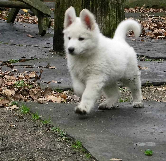 weisse Schferhundwelpen