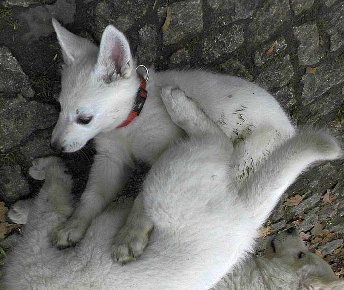 weisse Schferhundwelpen