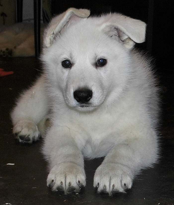 Weisser Schferhundwelpe von den Grenzgngern