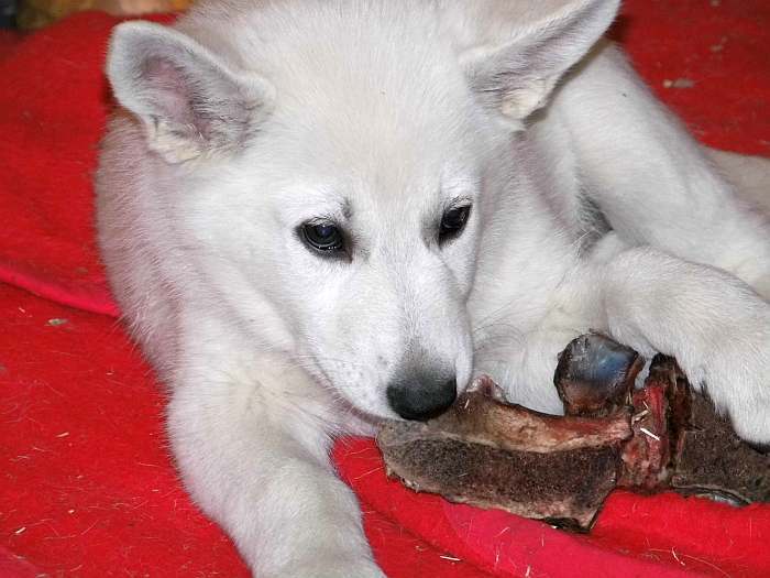 weisse Schferhundwelpen