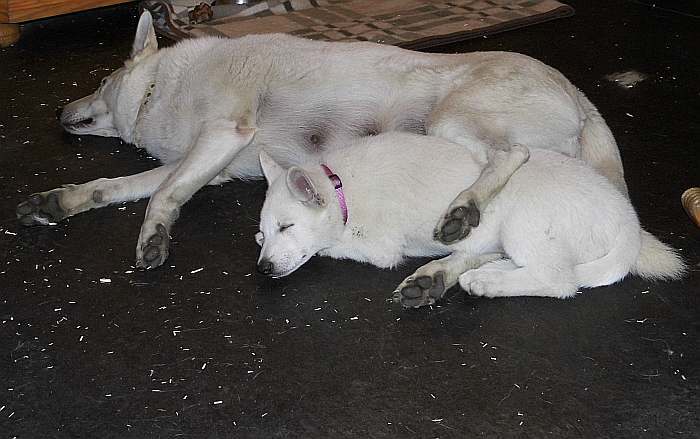 weisser Schferhundwelpe