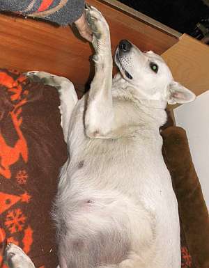 kanadische-weisse-schaeferhunde.de