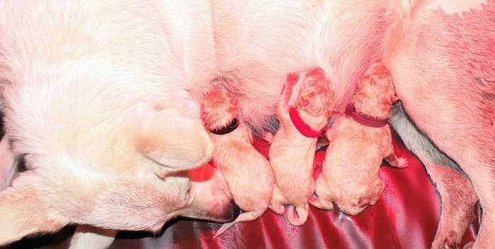 kanadische-weisse-schaeferhunde.de, Welpen