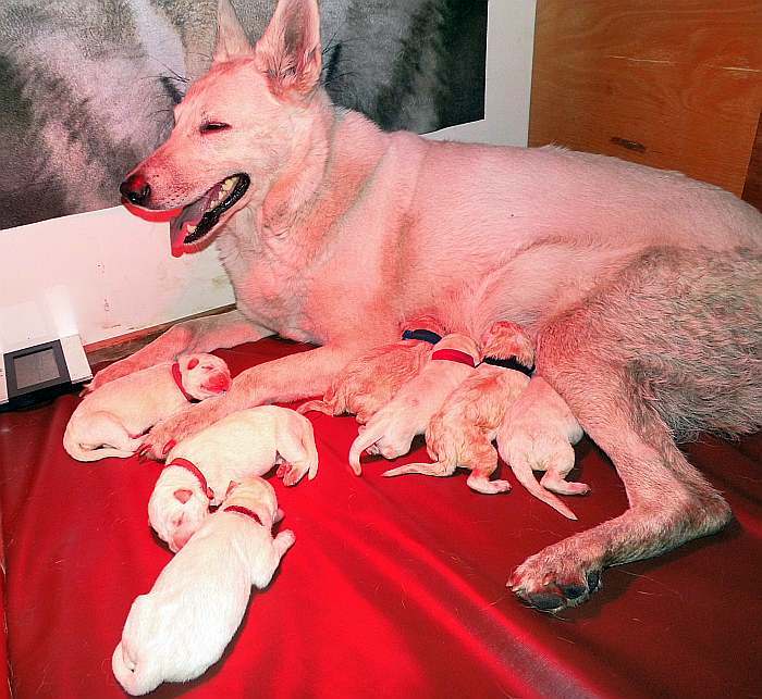 kanadische-weisse-schaeferhunde.de, Welpen