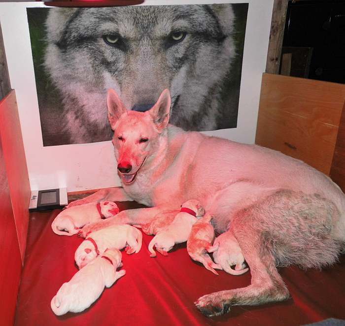 kanadische-weisse-schaeferhunde.de, Weisse Welpen