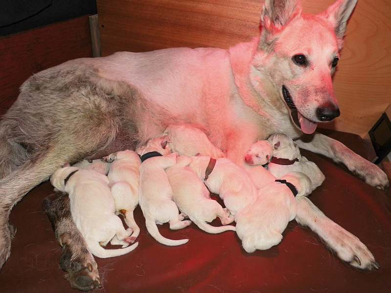 kanadische-weisse-schaeferhunde.de, Welpen