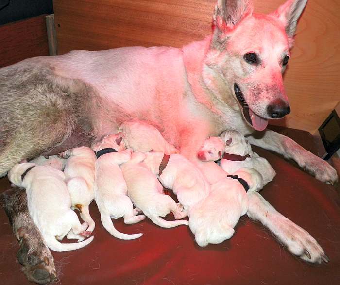 Weisse Schferhundwelpen - von den Grenzgngern