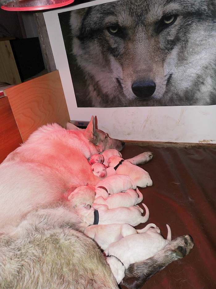 kanadische-weisse-schaeferhunde.de, Welpen