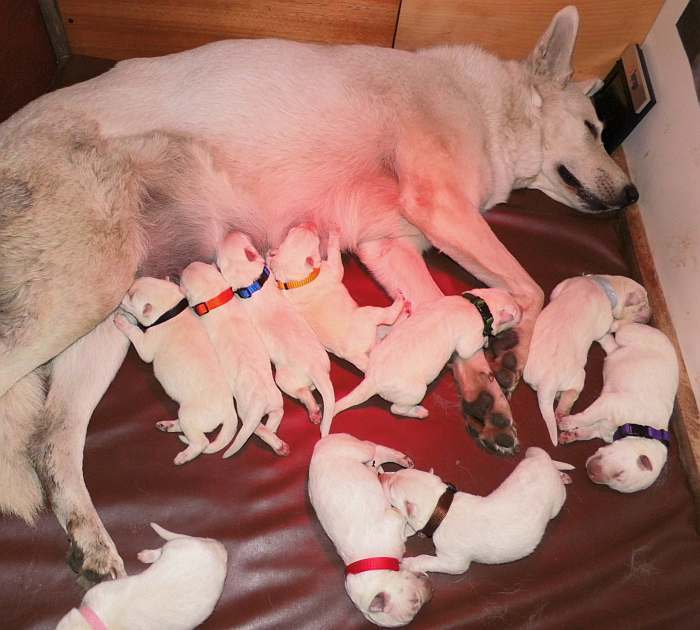 Weisse Schferhundwelpen - von den Grenzgngern