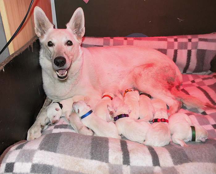 Kanadische-weisse-schaeferhunde.de, weisse Schferhundwelpen