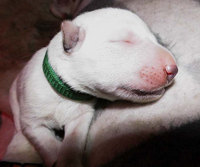 kanadische-weisse-schaeferhunde.de, Welpen weisser Schäferhund