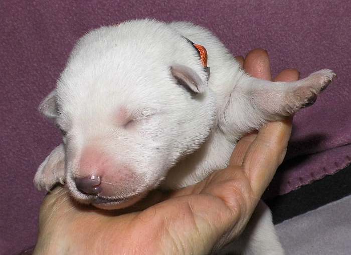 kanadische-weisse-schaeferhunde.de, Welpen weisser Schferhund