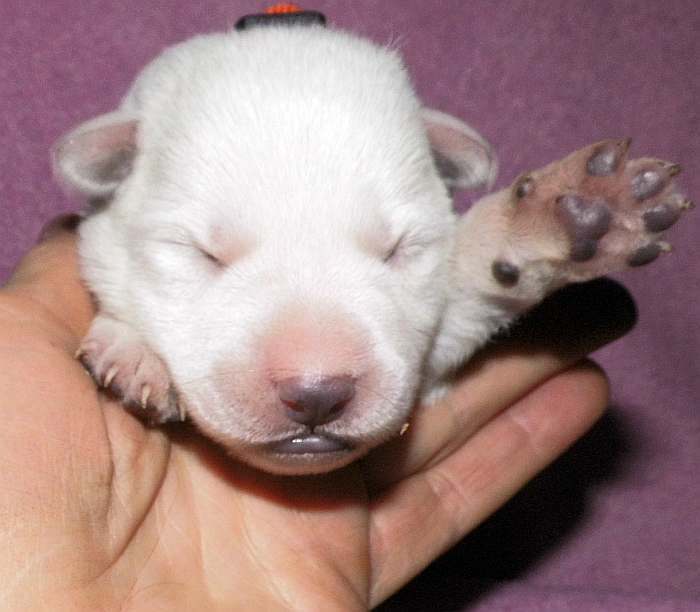 kanadische-weisse-schaeferhunde.de, Welpen weisser Schferhund