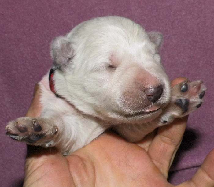 kanadische-weisse-schaeferhunde.de, Welpen weisser Schferhund