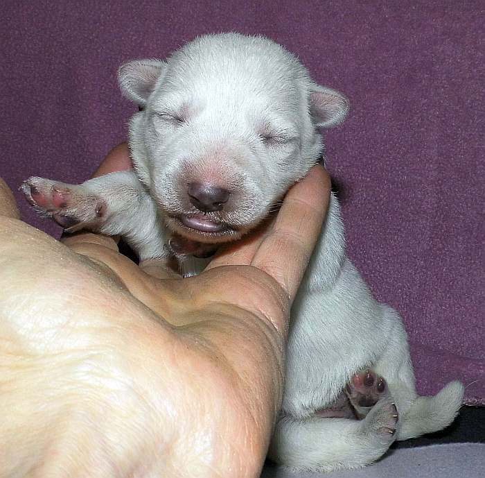 kanadische-weisse-schaeferhunde.de